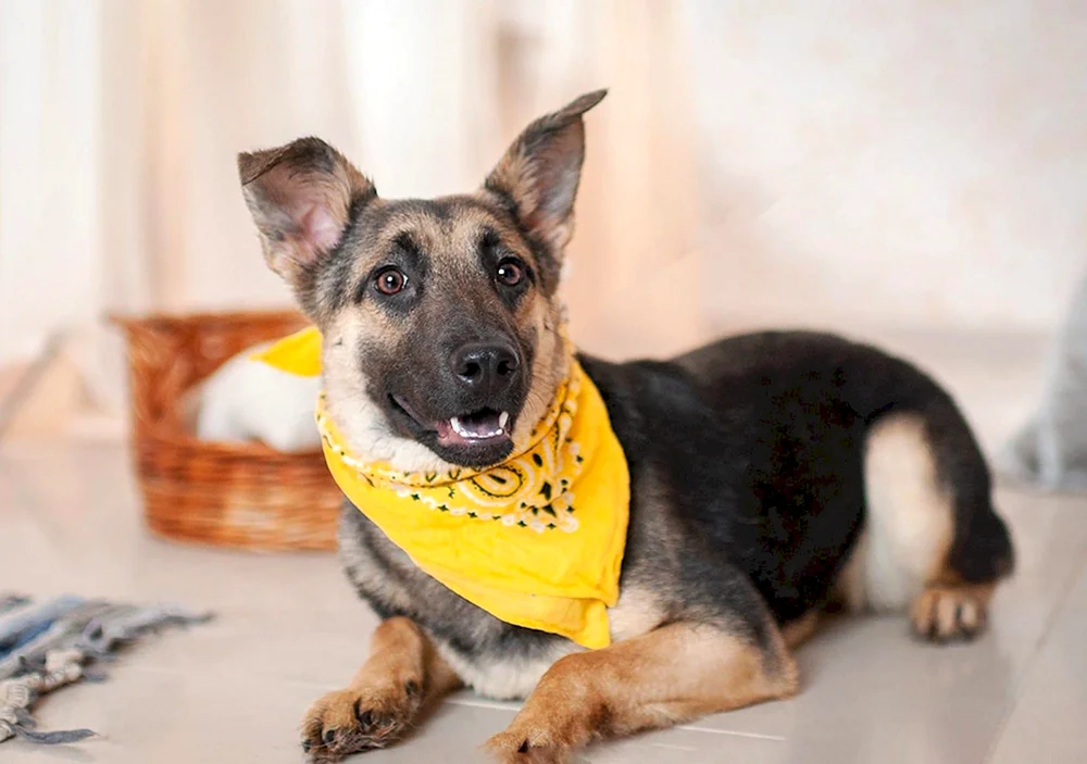 Mini-Schäferhund Rasse