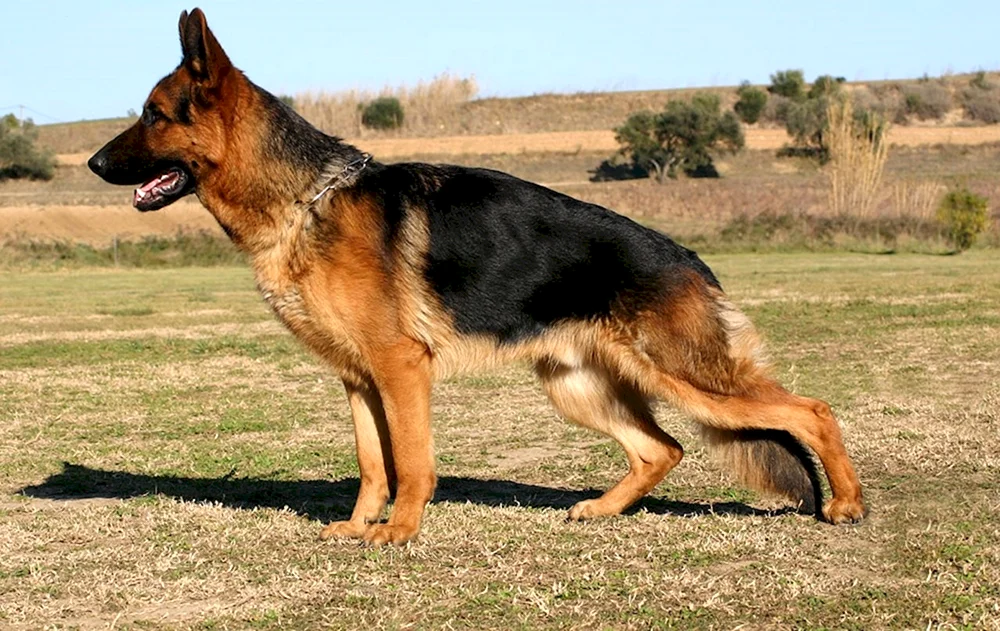 Deutscher Schäferhund