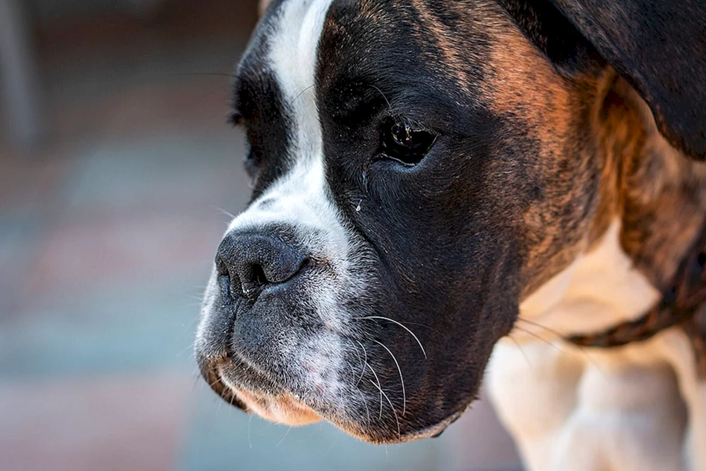 Deutscher Boxer