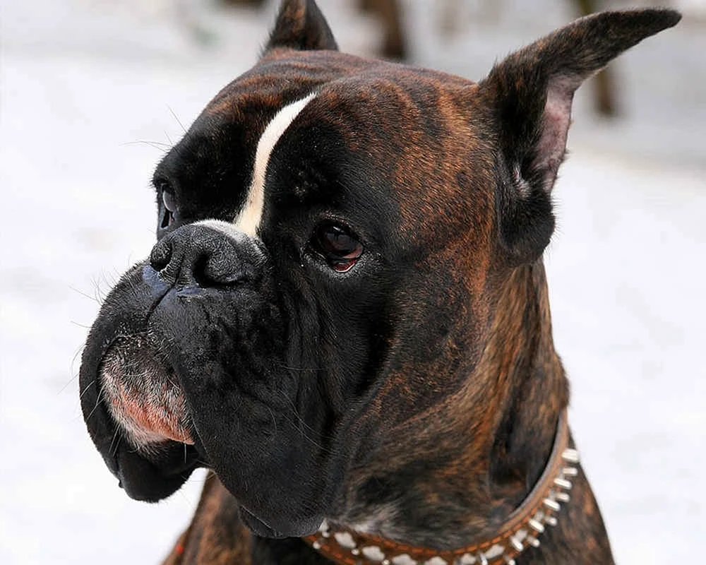 Boxer Deutsch Boxer Hunderasse