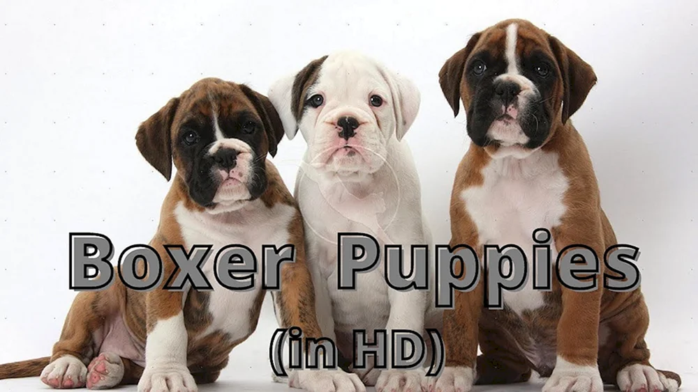 Deutscher Boxer Welpen