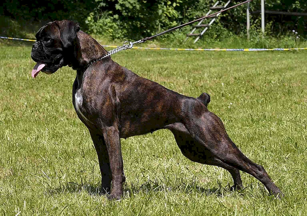Deutscher Boxer tigerfarben