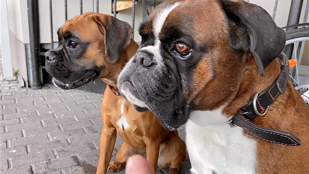 Deutsche Boxerrasse