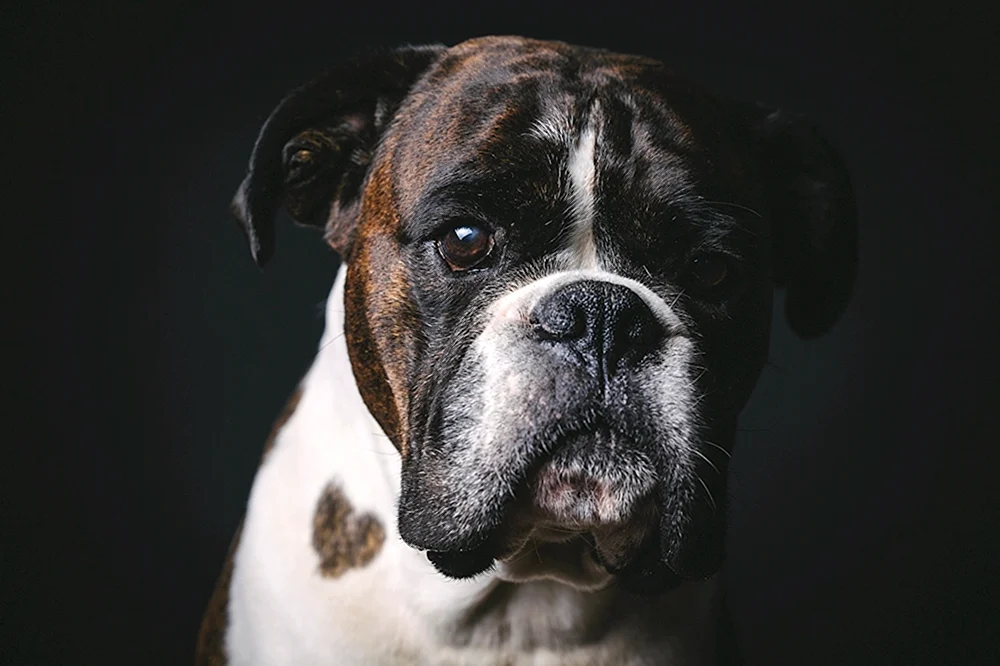 Deutsche Bulldogge schwarz