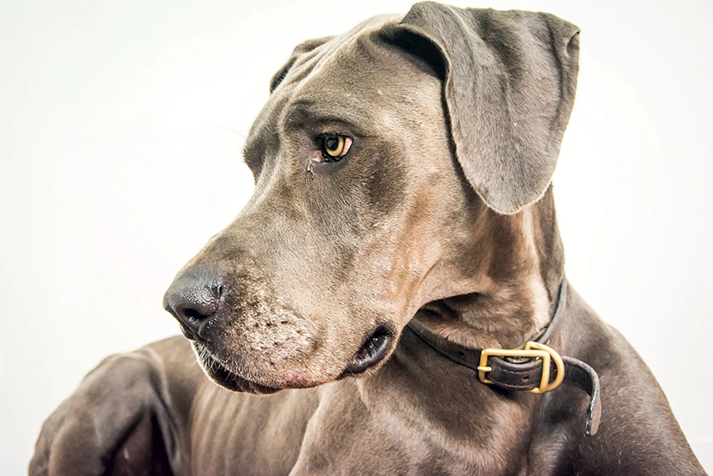 Rasse des Hundes Royal Dog