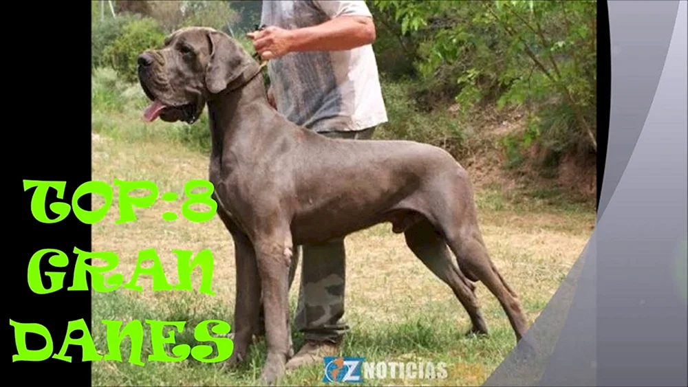 Englischer Mastiff