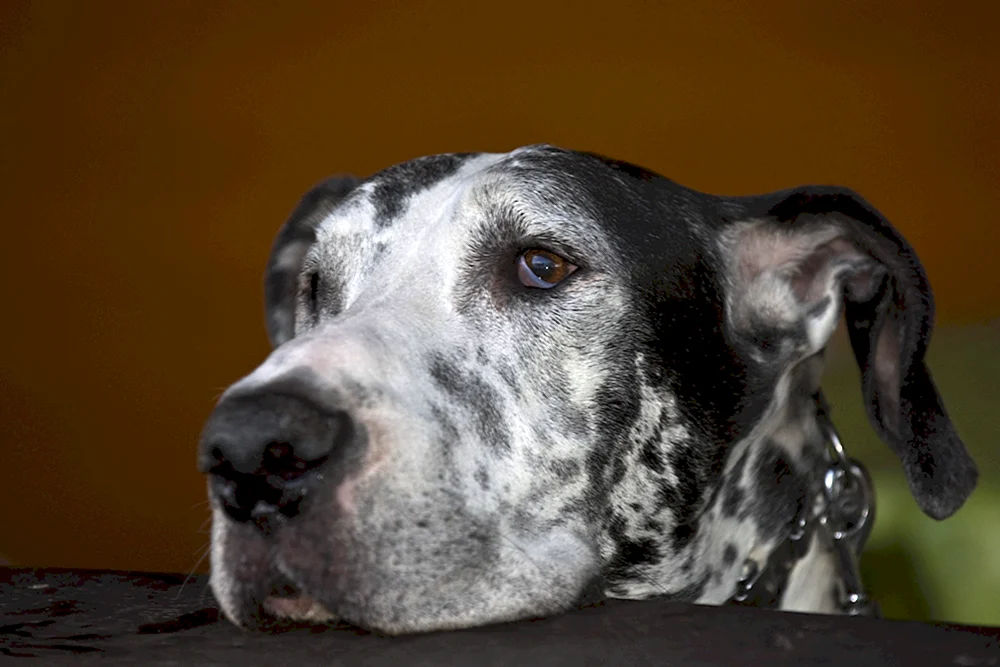 Marmorierter Deutscher Greyhound Welpe