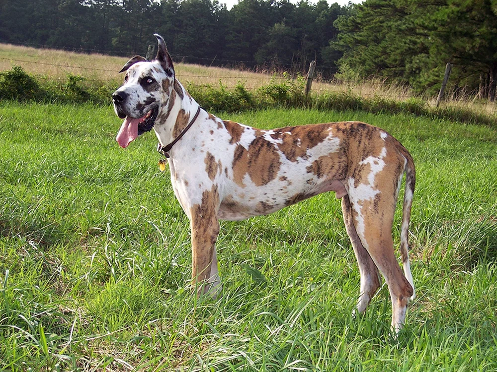 Marmoriert Harlekin Greyhound