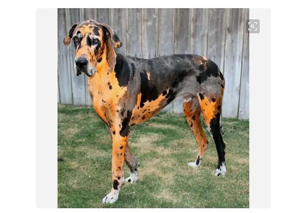 Marmorierter Deutscher Merle Greyhound