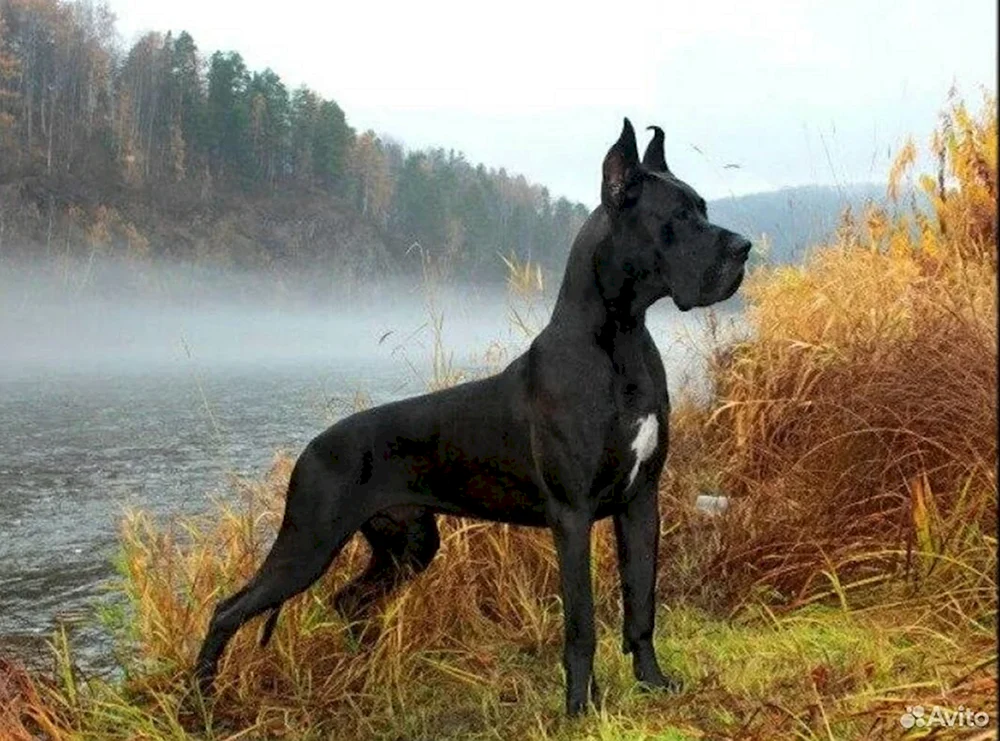 Rasse des Hundes Royal Dane Hunde Königlicher Hund