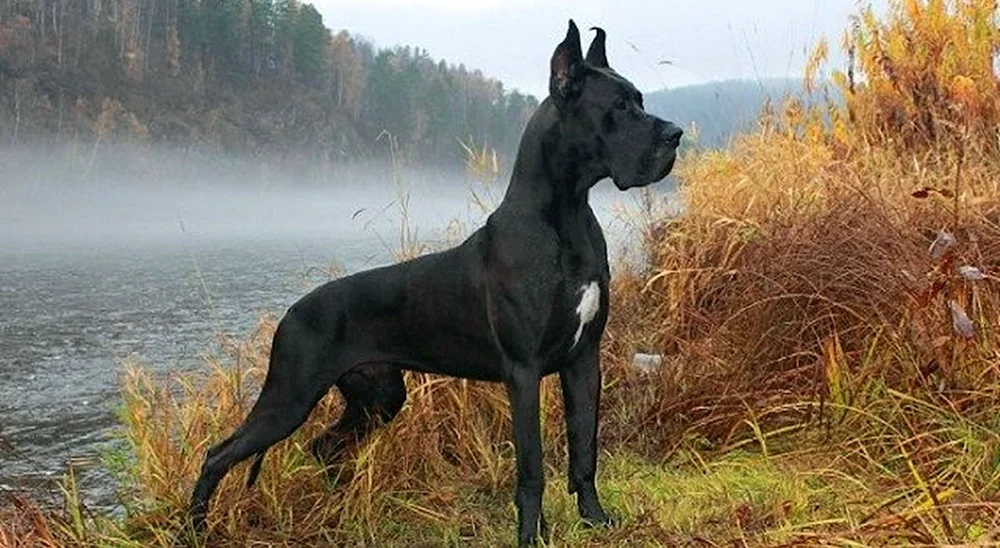 Deutsche Hunderassen Royal Dog