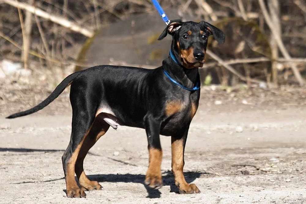 Zwergpinscher Métis Dackel
