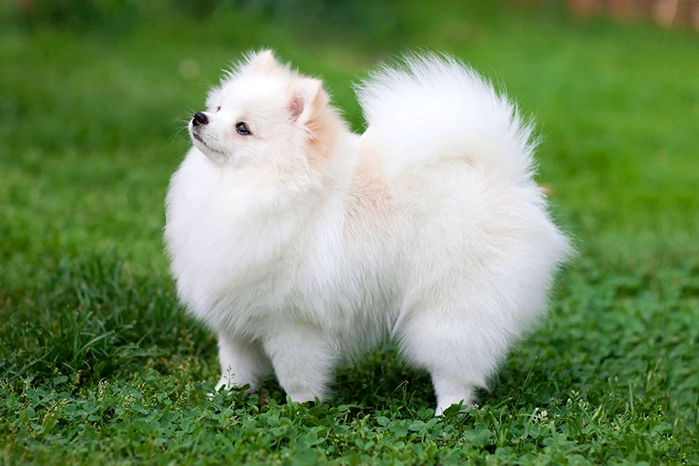 Deutscher Pomeranian Spitz weiß