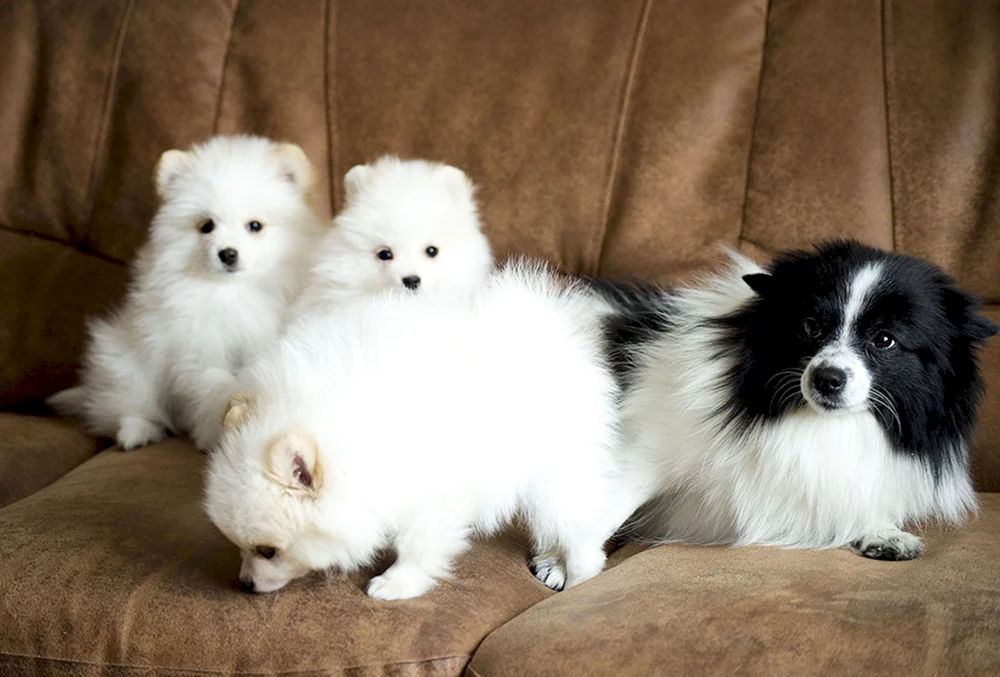 Deutscher Pomeranian Spitz weiß