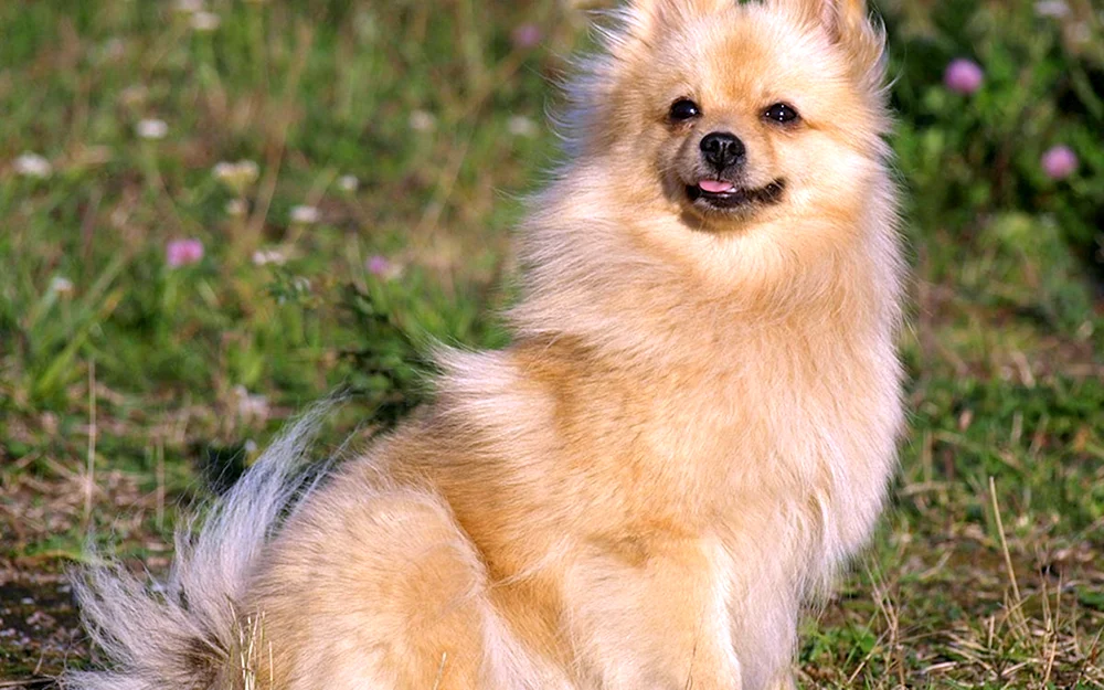Papillon und Spitz