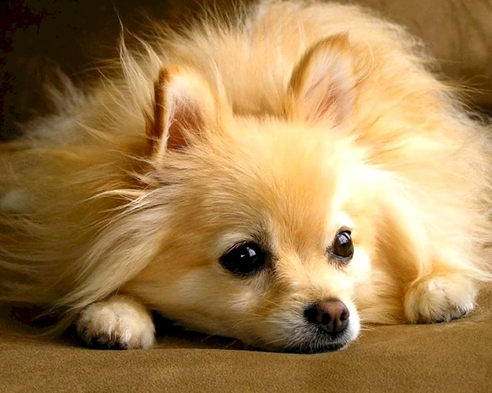 Deutscher Spitz