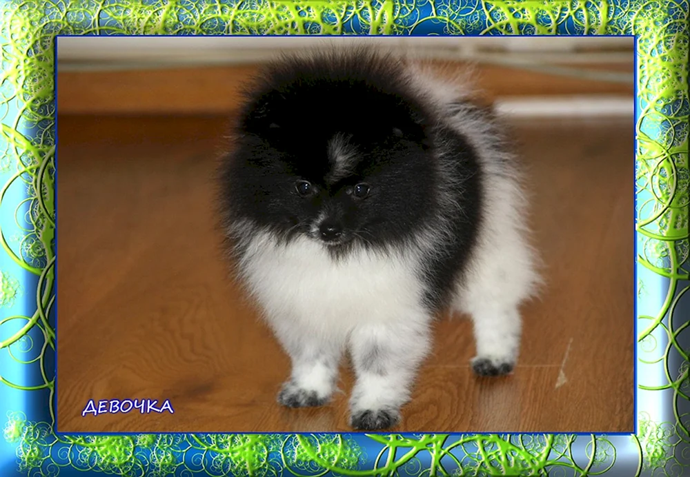 Deutscher Spitz
