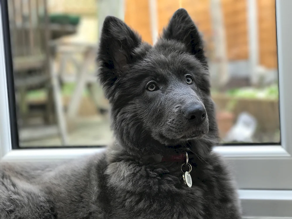 Blauer Bay-Schäferhund