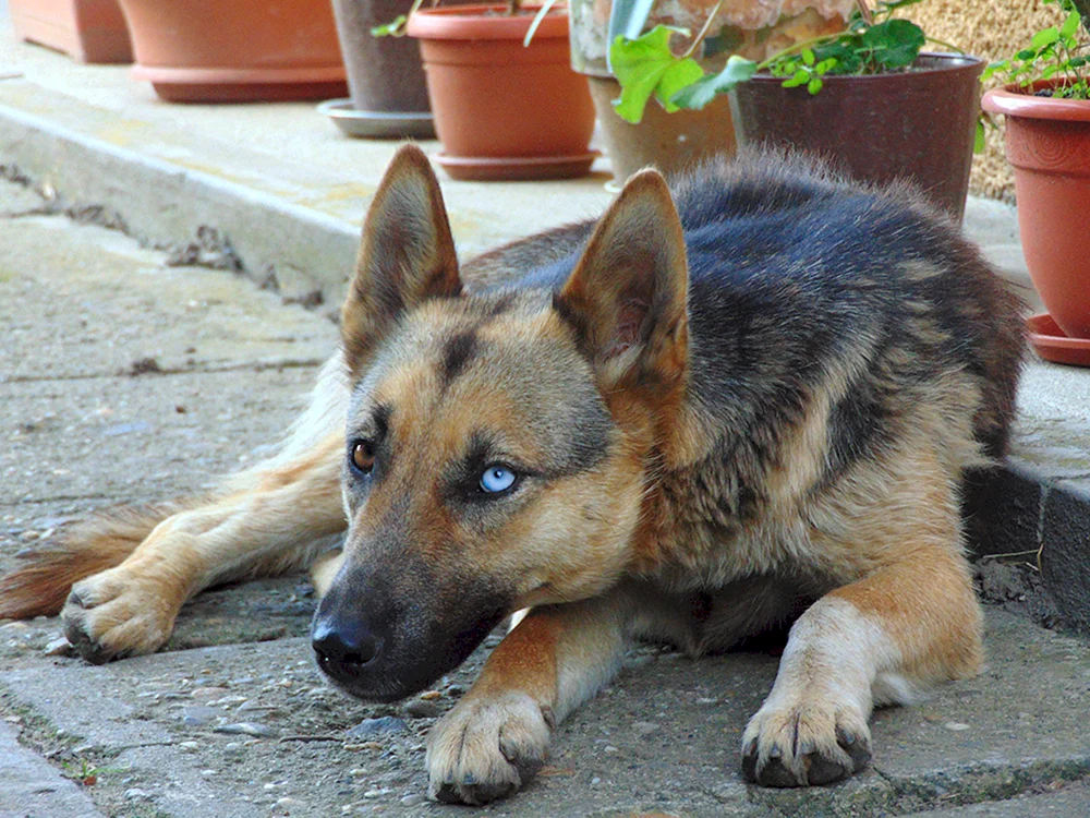 Deutscher Schäferhund Agouti
