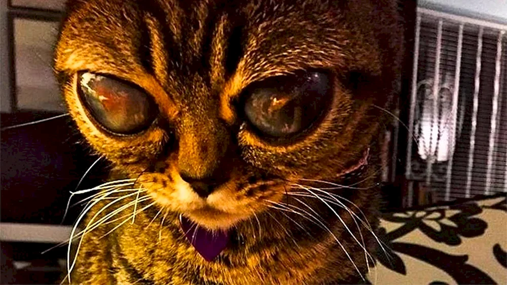 Schwarze Katze zeigt den Schwindel