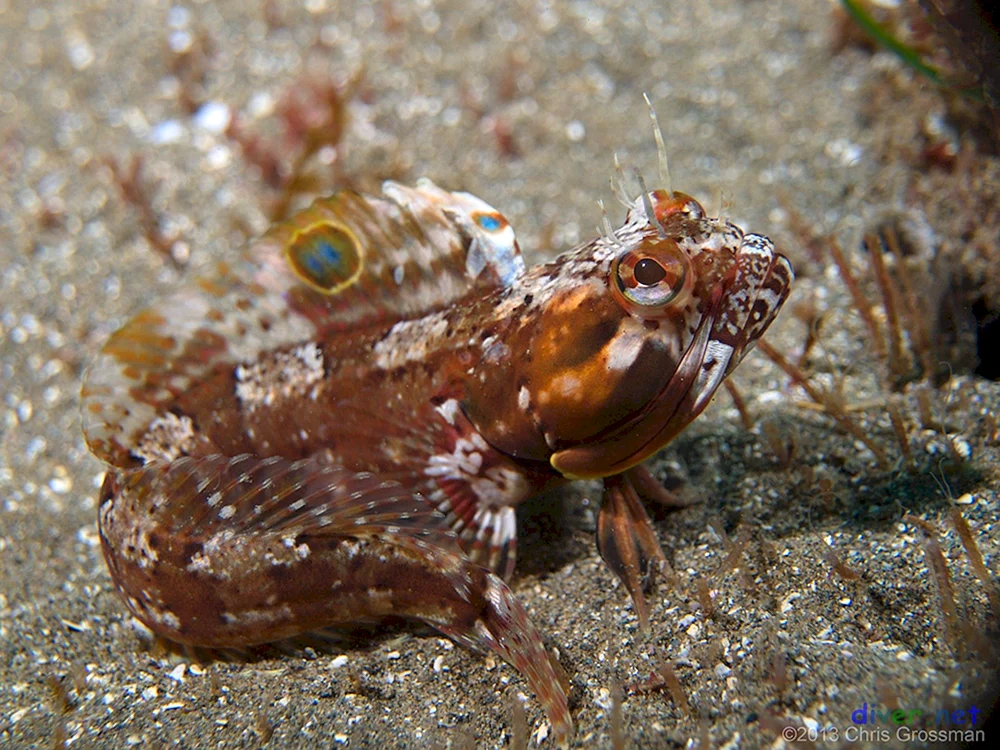 Neoclinus blanchardi