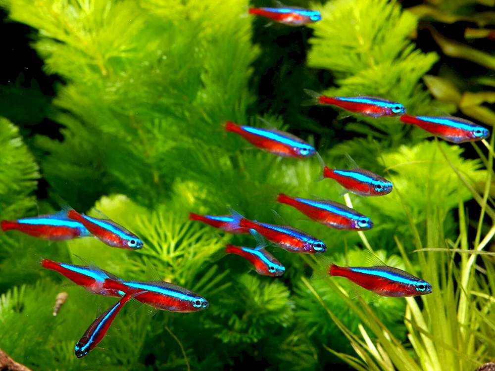 Neonchiks-Aquarienfische