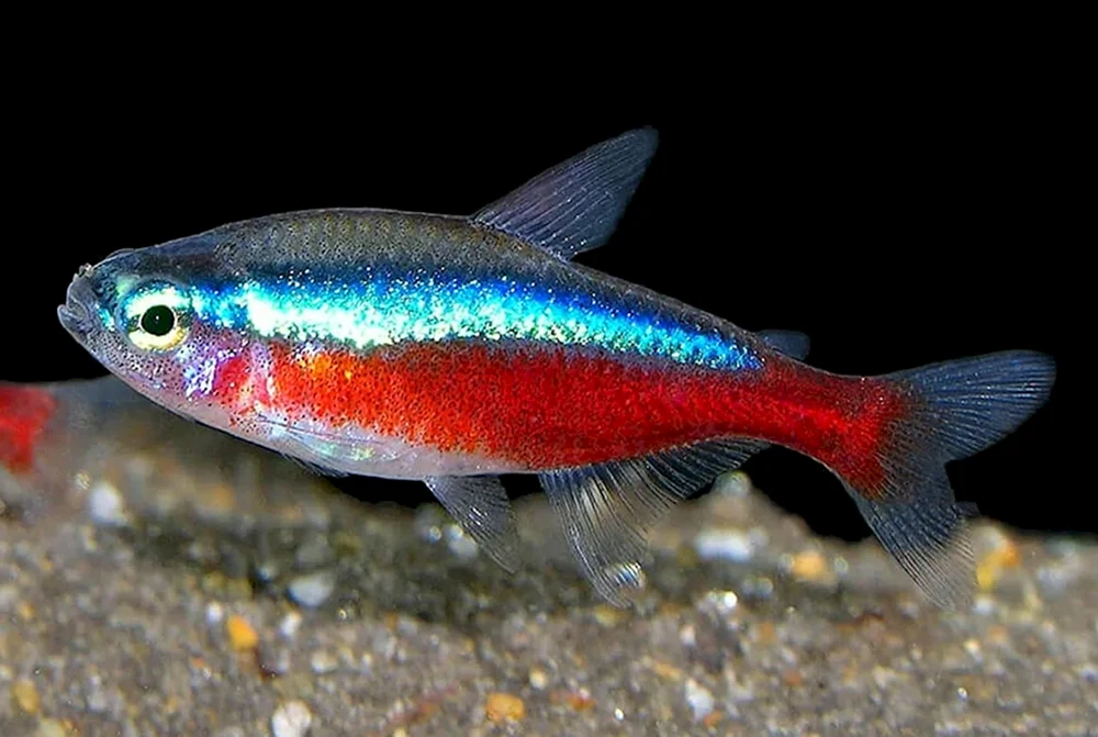 Neonchiks-Aquarienfische
