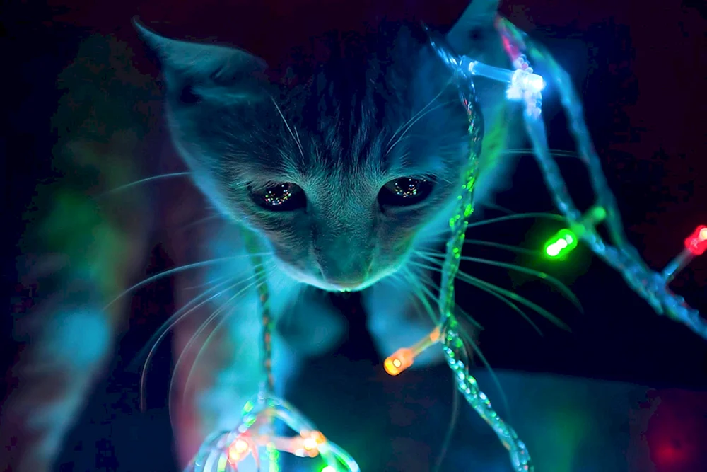 Neon Katze