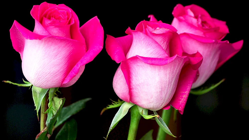 Rosa floribunda Henri Matisse