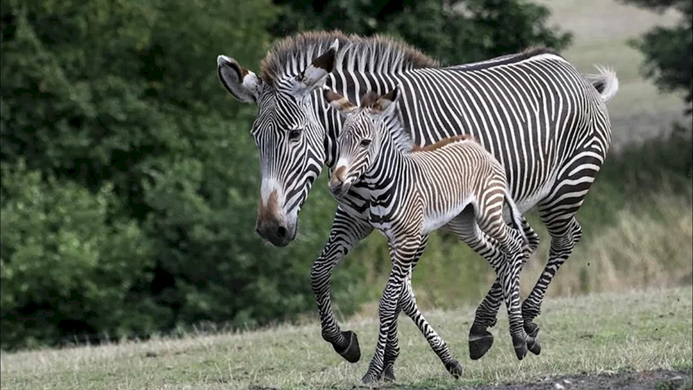 Afrikanische Antilope Impala