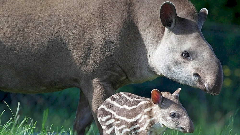 Ungulate Tapire