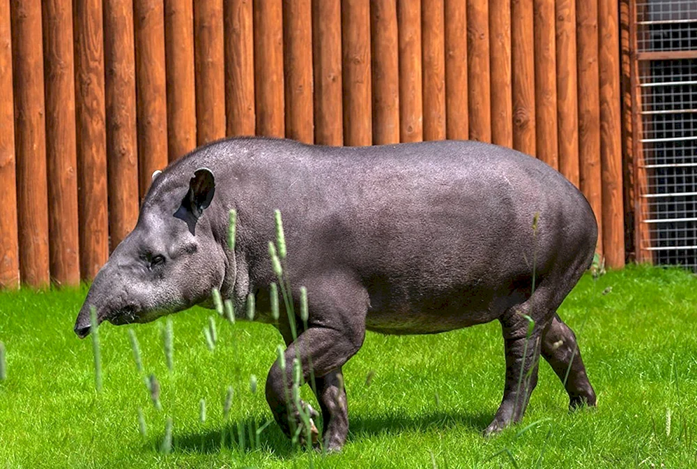 Weichwangentapir