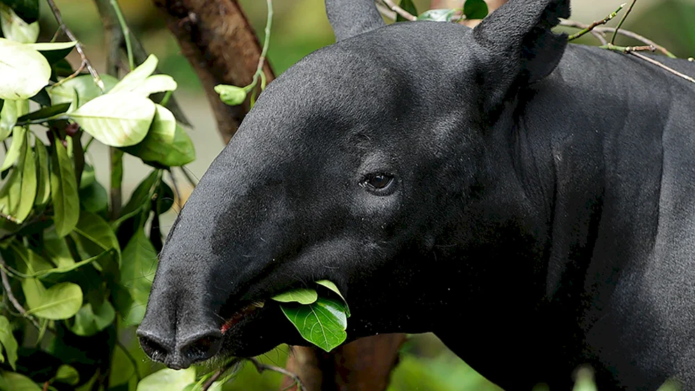 Cheprachischer Tapir