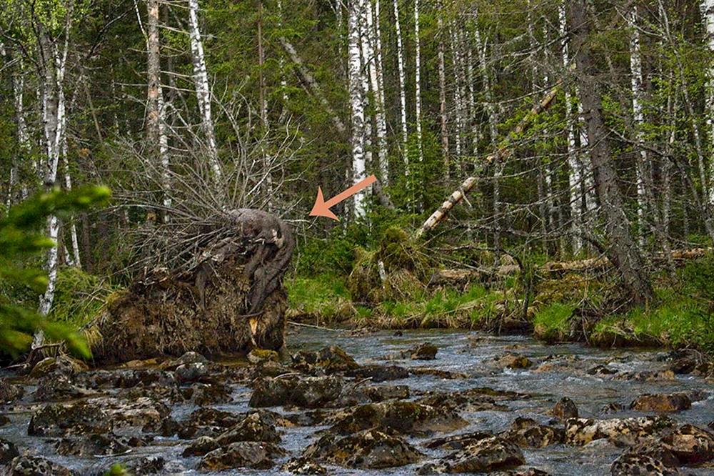 Scharfschütze in Leshy