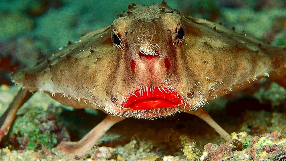 Fangflosse