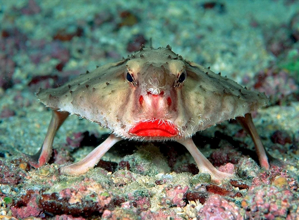 Fisch