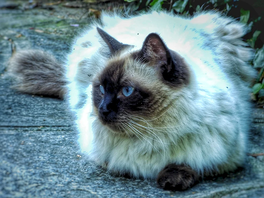 Balinesische Ragdoll