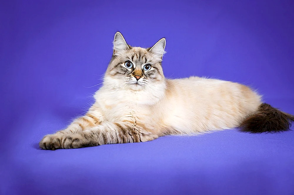Nevsky-Maskenkatze