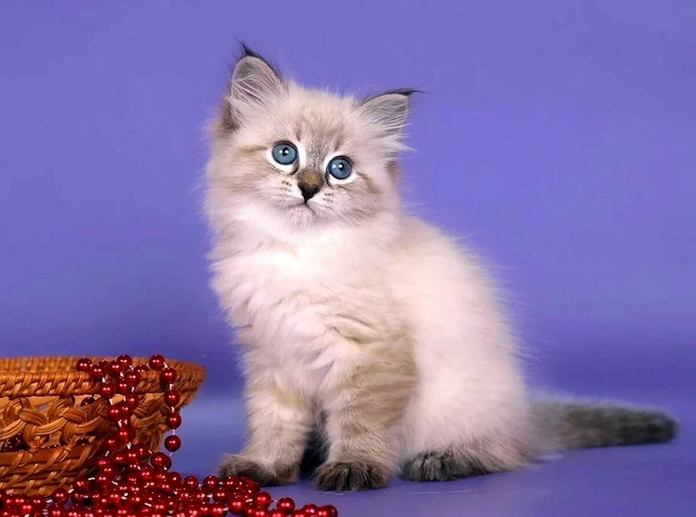 Siamese Nevsky masquerade cat