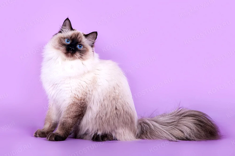 Sibirische Newsky-Maskenkatze