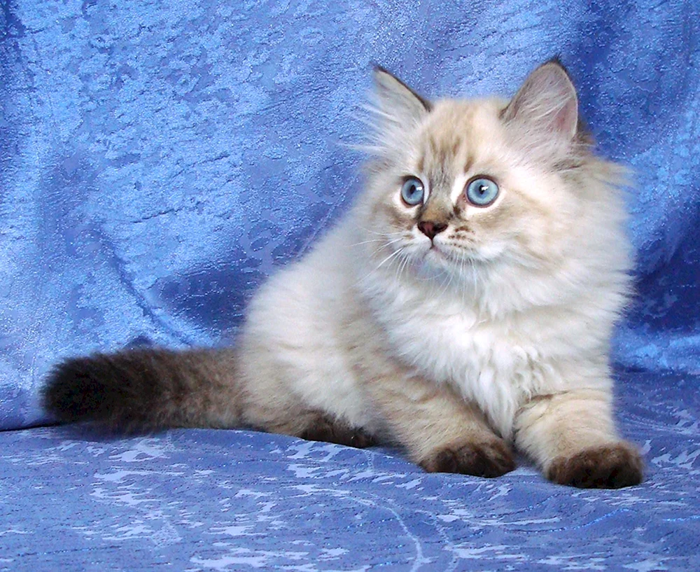 Moskau-Maskenkatze glatt-haarig Katze
