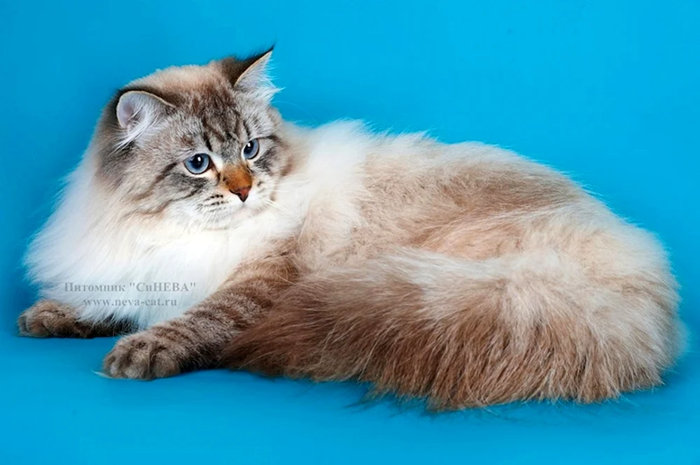 Nevsky-Maskenkatze