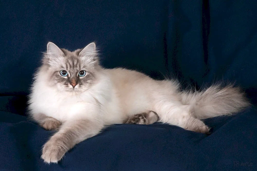 Nevsky-Maskenkatze Katze