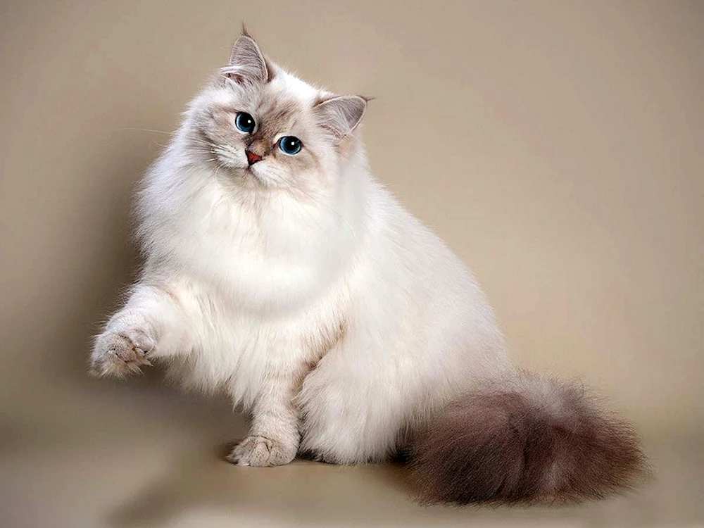 Siberian Nevsky masquerade cat