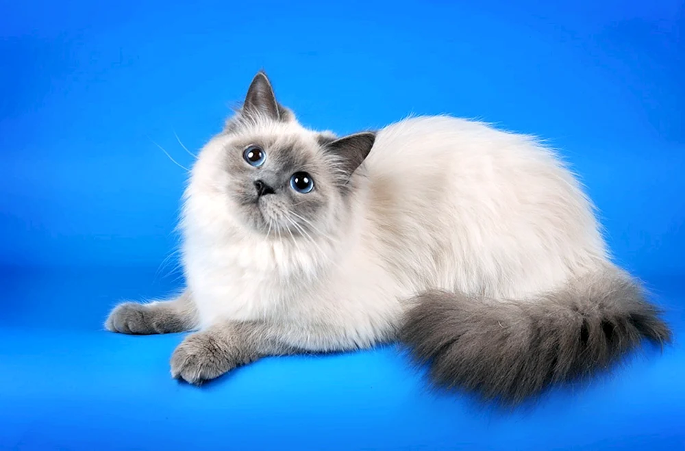 Turtle Point Nevsky maskerade cat