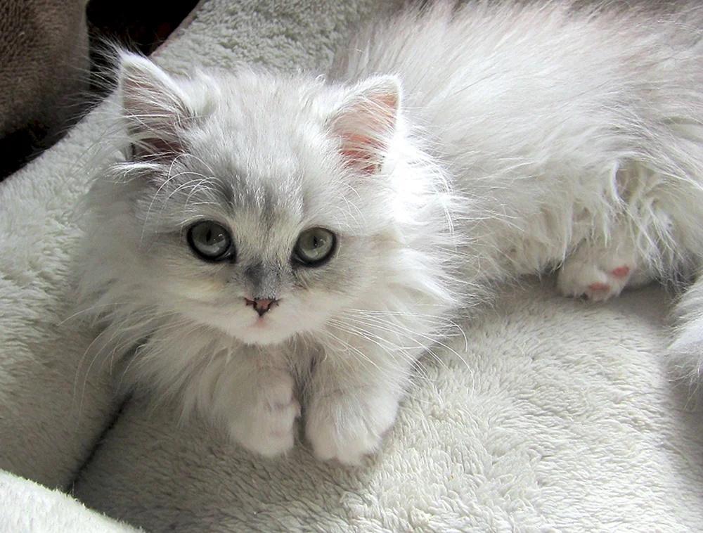 Nevsky Maskenkatze albino