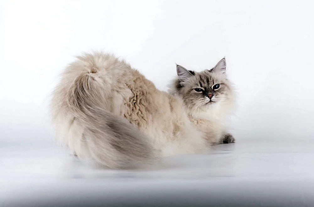 Nevsky masquerade cat