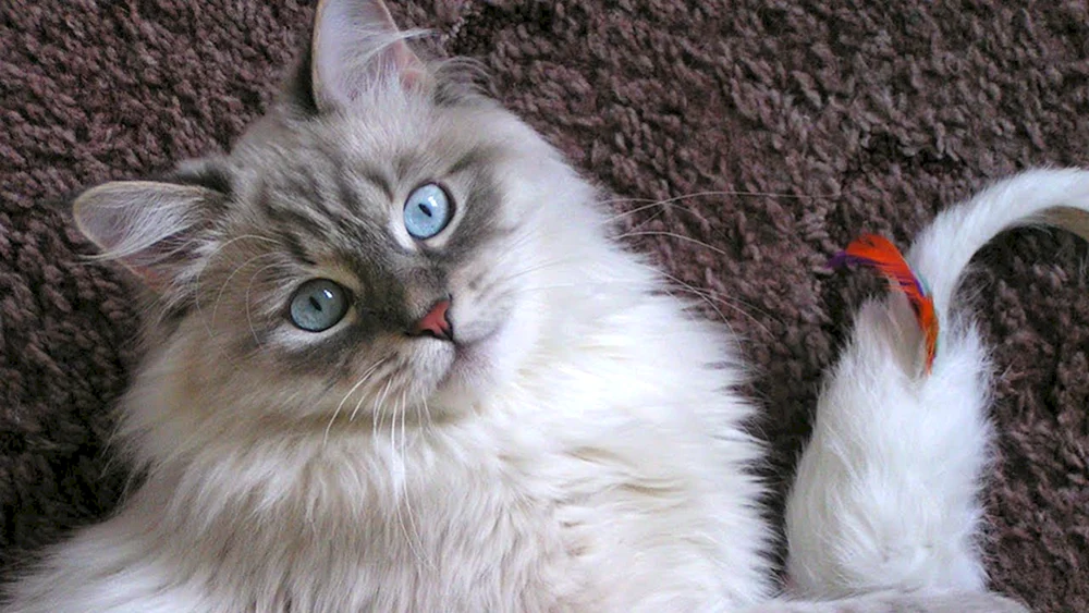Nevsky-Maskenkatze