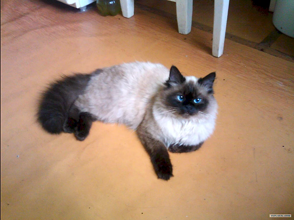 Siamkatze métis