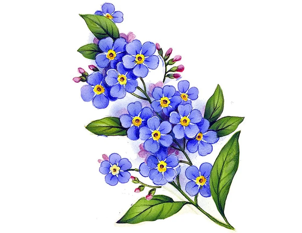 Blumen Bilder gezeichnet